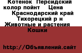 Котенок. Персидский колор-пойнт. › Цена ­ 4 000 - Краснодарский край, Тихорецкий р-н Животные и растения » Кошки   